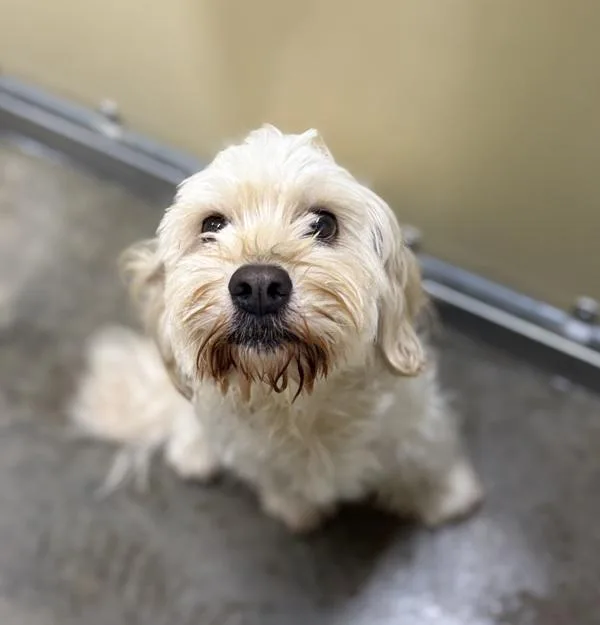 An adult small-sized female Havanese dog named Almendra for adoption in Sioux City, IA