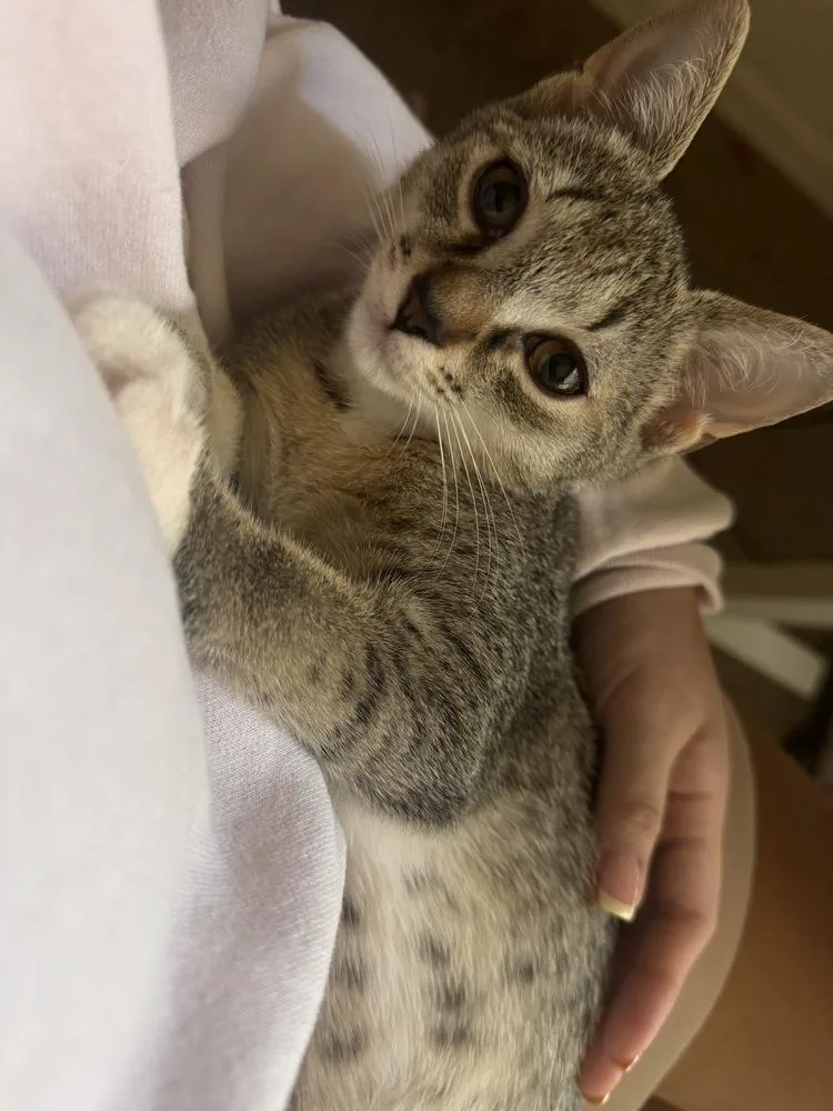 A baby small-sized female Gray & White Domestic Short Hair cat named Pinto for adoption in Orlando, FL