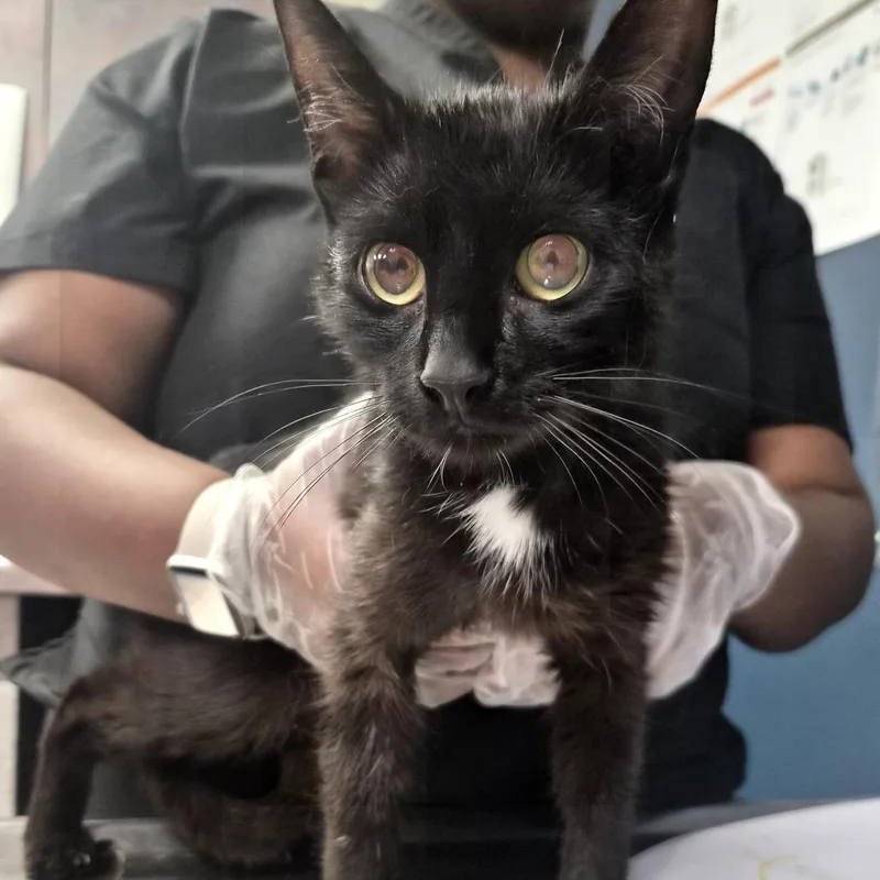 A young small-sized female Black Domestic Short Hair cat named Lea for adoption in Newark, NJ