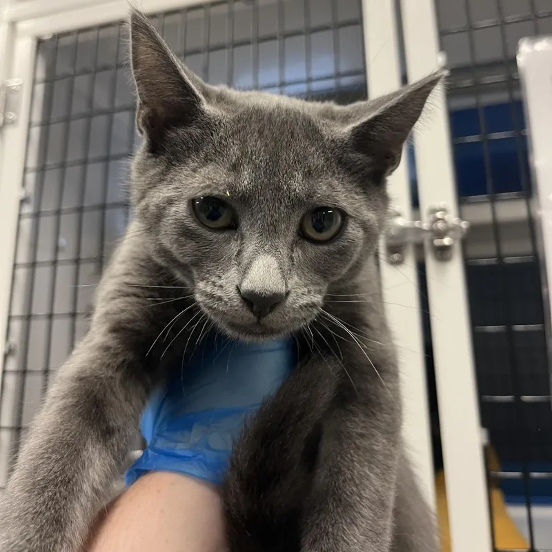 A baby medium-sized male Gray / Blue / Silver Domestic Short Hair cat named Croissant fka Muffin for adoption in Troy, VA