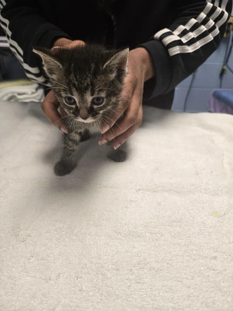 A baby small-sized male Domestic Short Hair cat named Franklin for adoption in Detroit, MI
