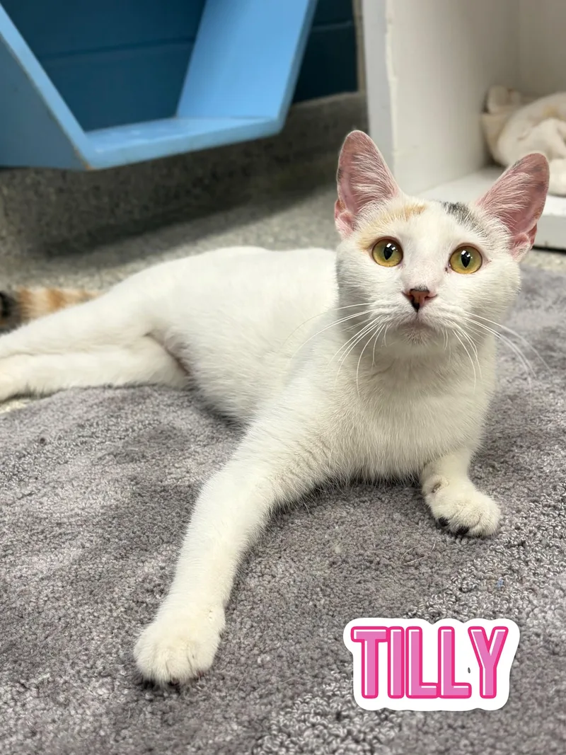 A young medium-sized female White Domestic Short Hair cat named Tilly for adoption in Valparaiso, IN