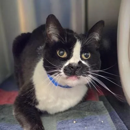 An adult large-sized male Domestic Short Hair cat named Chewbacca for adoption in Westland, MI