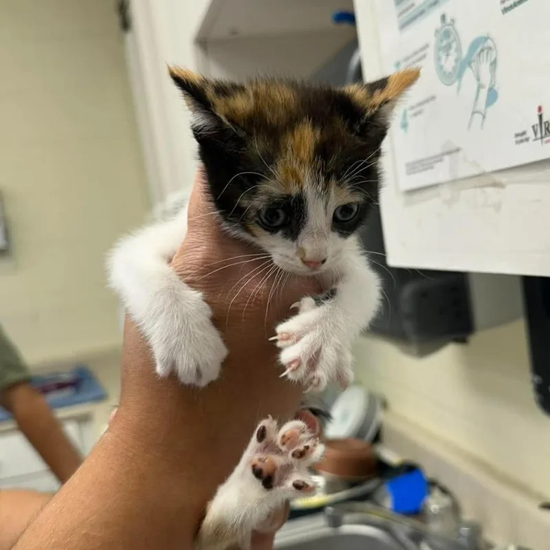 A baby small-sized female Calico Domestic Short Hair cat named Sky for adoption in Bastrop, TX