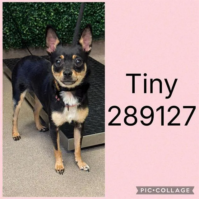 A young small-sized female Chihuahua dog named Tiny for adoption in Macon, GA