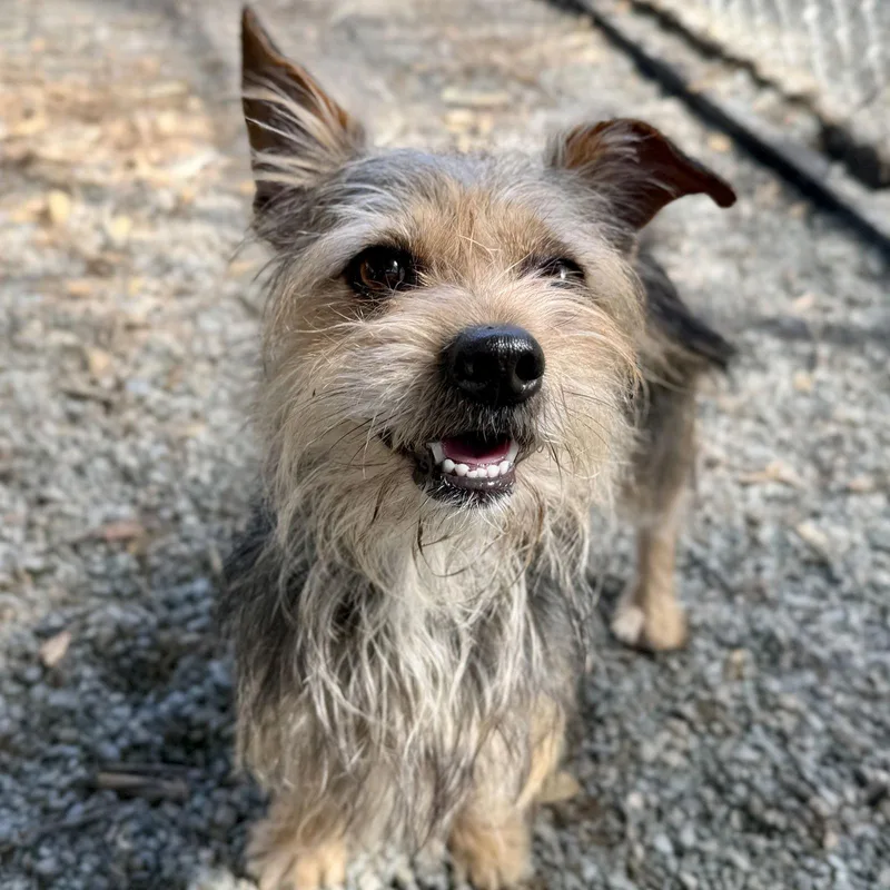 Prince Harry thumbnail 2