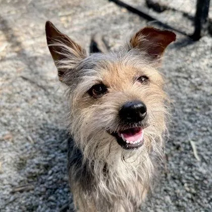 Prince Harry thumbnail 3