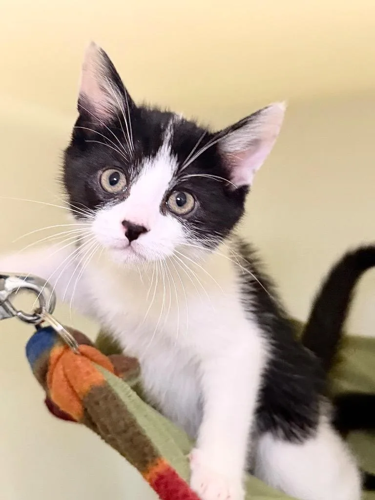 A baby medium-sized male Domestic Short Hair cat named Cardinal for adoption in Menomonie, WI