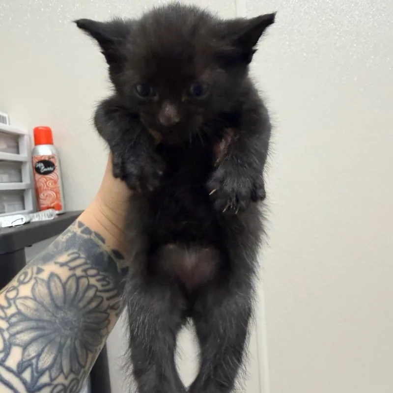 A baby small-sized male Brown / Chocolate Domestic Short Hair cat named Jungle for adoption in Morganton, NC