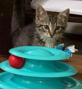 A baby large-sized male Tabby (Brown / Chocolate) Domestic Short Hair cat named Mr Chip for adoption in Lemoyne, PA