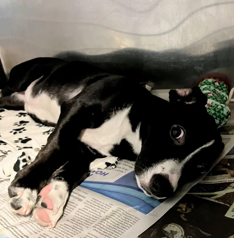 A baby medium-sized female Black Jack Russell Terrier dog named Delilah for adoption in Parma, OH