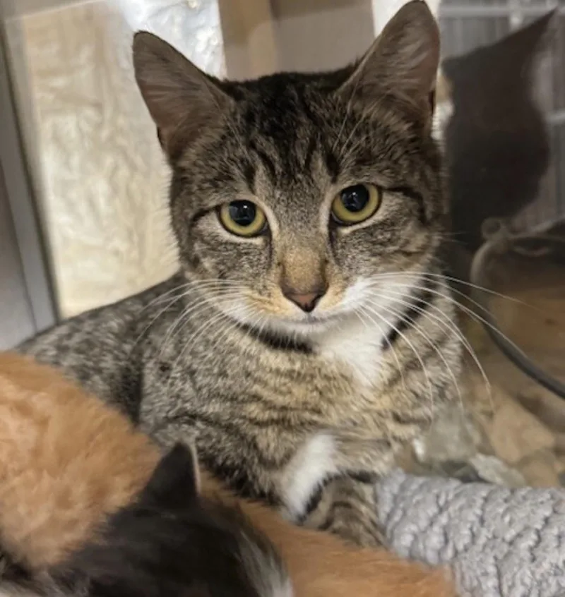 An adult medium-sized female Tabby (Brown / Chocolate) Domestic Short Hair cat named Penny for adoption in Fredericksburg, VA