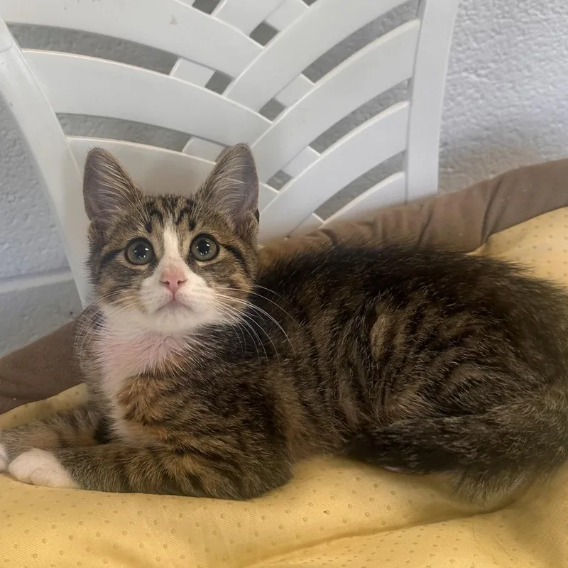 A baby small-sized male Brown / Chocolate Domestic Short Hair cat named Cropdust for adoption in Rocky Mount, VA