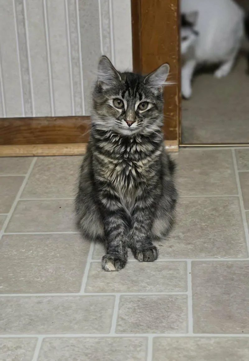 A young medium-sized female Domestic Long Hair cat named Harlow for adoption in Mechanicsburg, PA