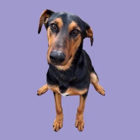A young large-sized female Doberman Pinscher dog named Luna for adoption in Bakersfield, CA