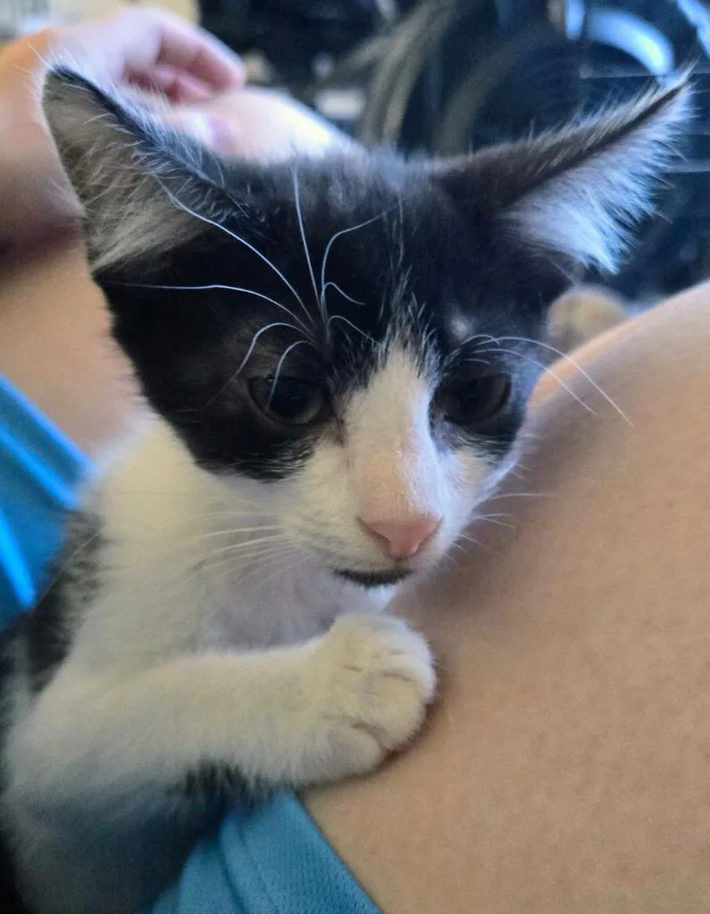 A baby medium-sized male Domestic Short Hair cat named Chase for adoption in Evans, GA