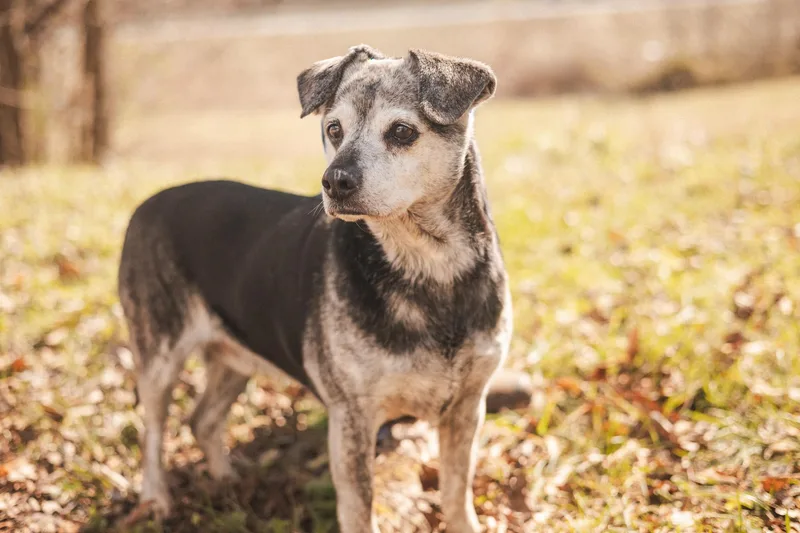 Scooby Transport thumbnail 2