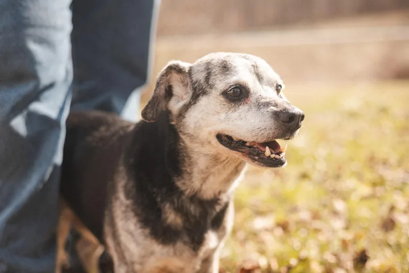 Scooby Transport thumbnail 3