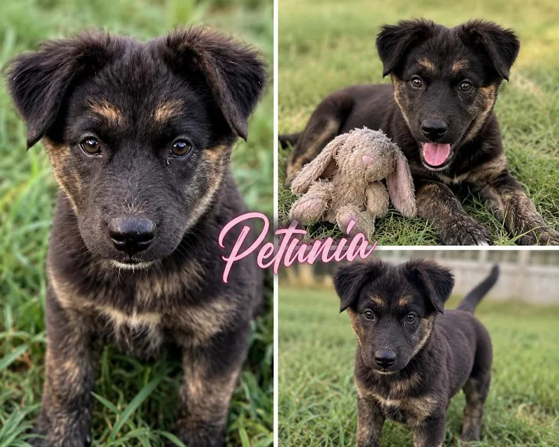 A baby medium-sized female Australian Shepherd dog named Petunia for adoption in Zimmerman, MN
