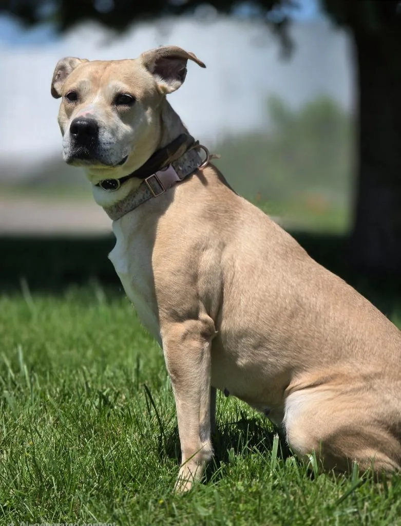 An adult medium-sized female Labrador Retriever dog named Breach for adoption in Huntington, IN
