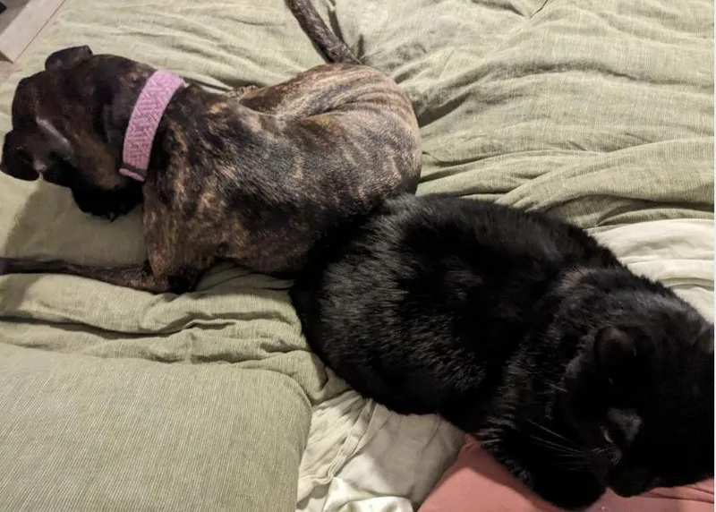 An adult medium-sized female Labrador Retriever dog named Rory for adoption in Decatur, GA