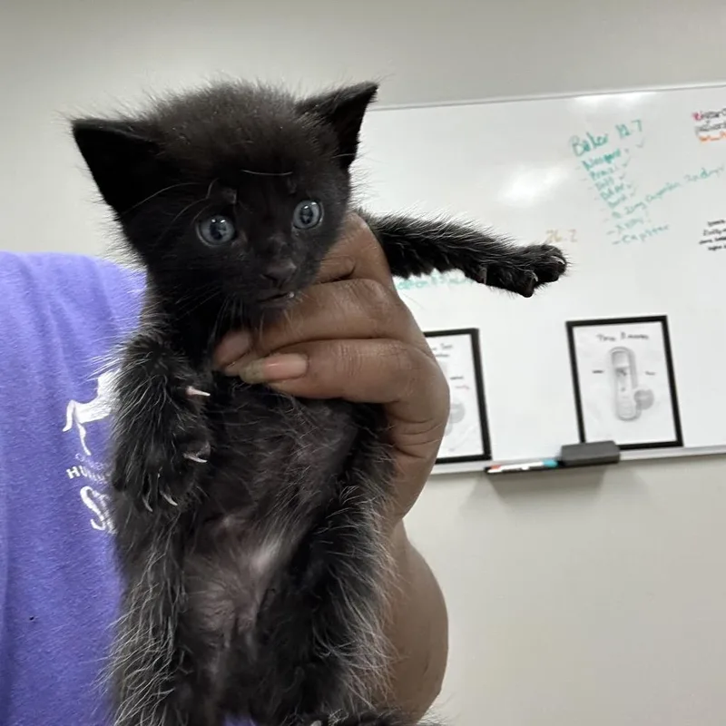 A baby small-sized male Black Domestic Short Hair cat named Freddy for adoption in Starkville, MS