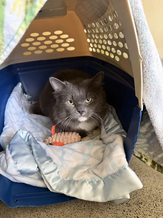 An adult medium-sized male Gray & White Domestic Medium Hair cat named Bento for adoption in Berkeley, CA
