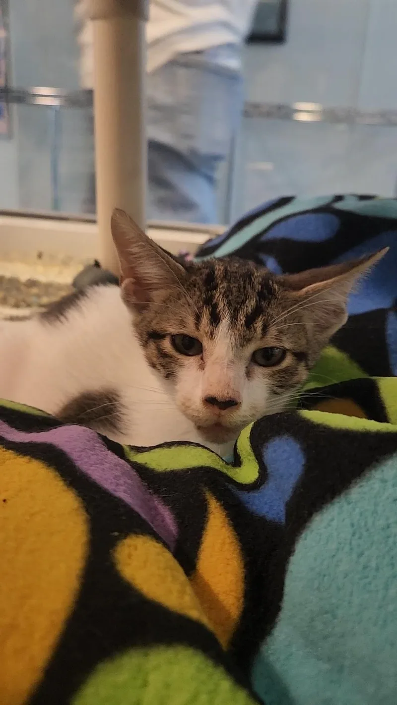 A baby medium-sized male Tabby (Brown / Chocolate) Domestic Short Hair cat named Texas Pete for adoption in Charleston, SC