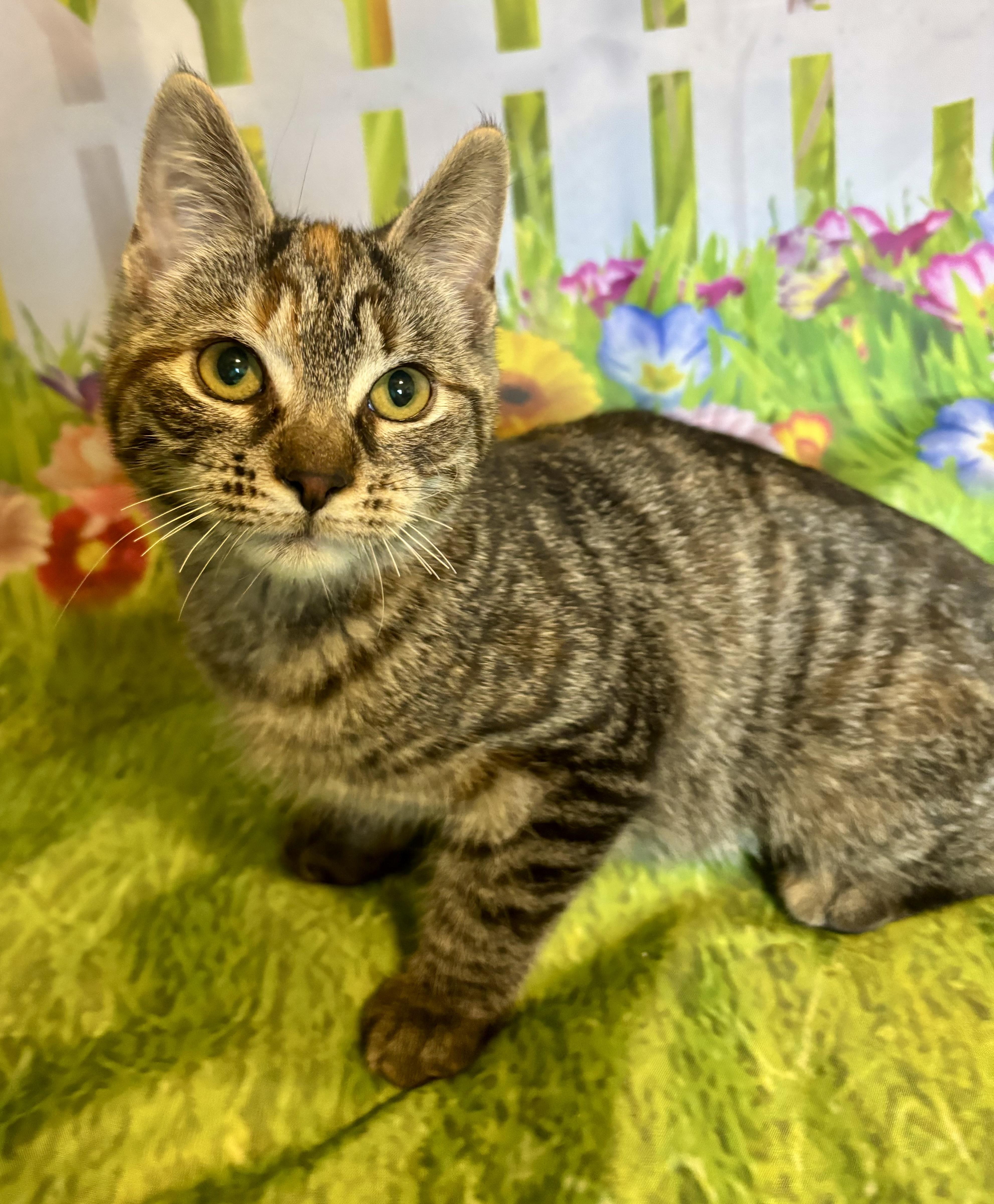 A baby medium-sized female Domestic Short Hair cat named Itsy Bitsy for adoption in Cincinnati, OH