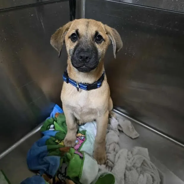 A baby medium-sized male Labrador Retriever dog named Fig for adoption in Austin, AR