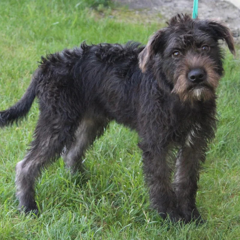 A young small-sized female Black Schnauzer dog named Cami for adoption in Eaton, OH
