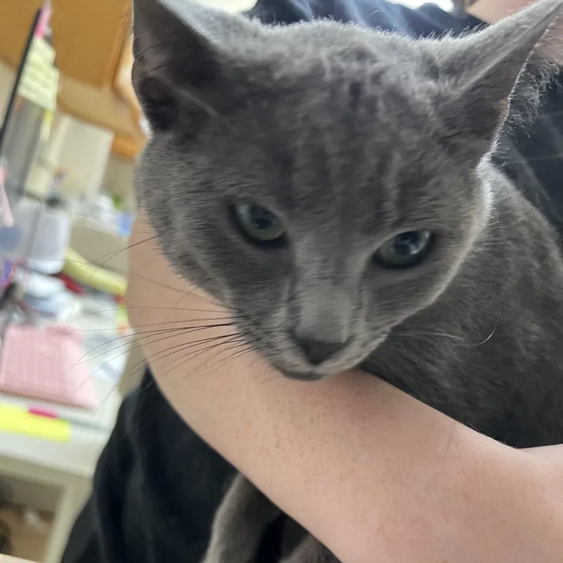 A young medium-sized male Gray / Blue / Silver Domestic Short Hair cat named Diedrich for adoption in Pekin, IL