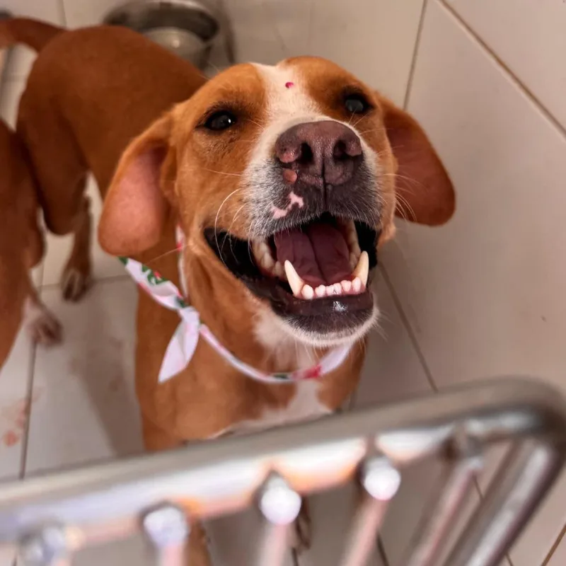 An adult medium-sized female Mixed Breed dog named Bombon for adoption in Vieques, PR