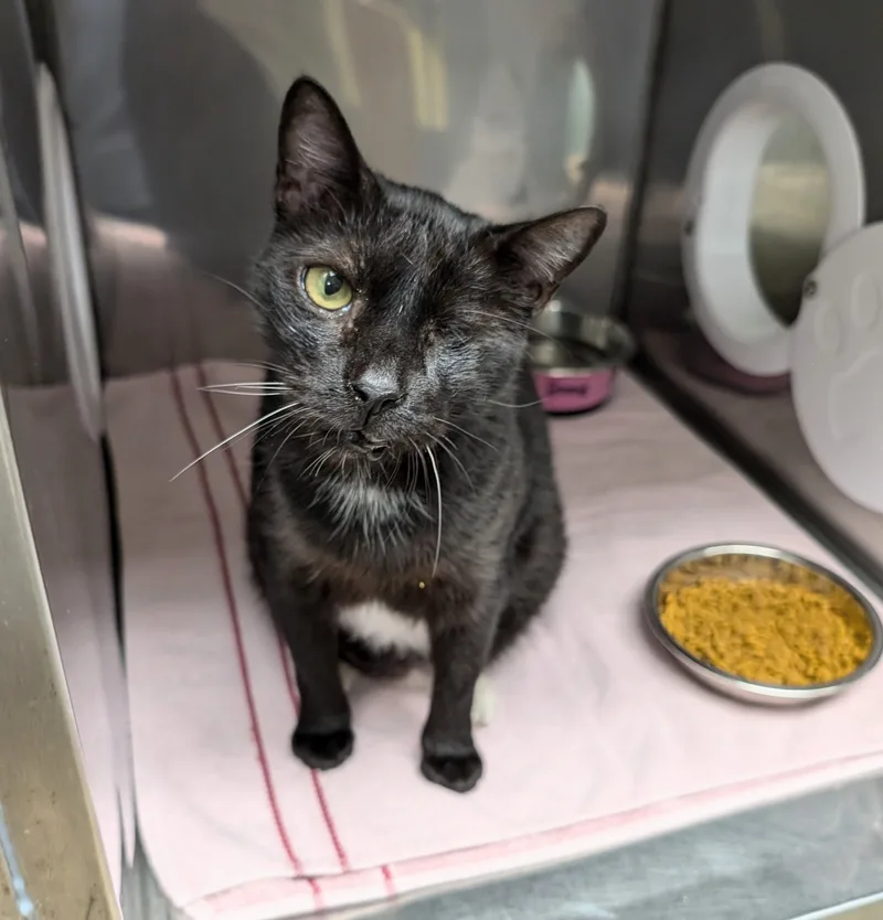 An adult medium-sized male Black American Shorthair cat named Ike for adoption in West Palm Beach, FL