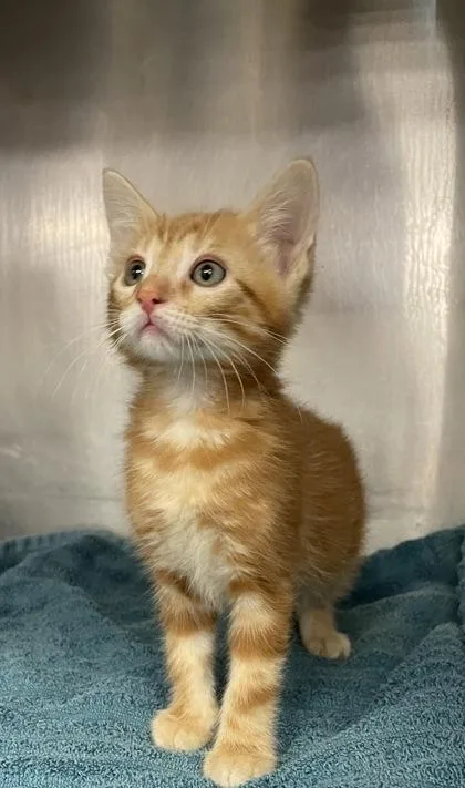 A baby small-sized male Domestic Short Hair cat named Groot for adoption in Houston, TX
