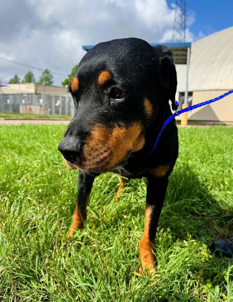 An adult large-sized female Rottweiler dog named Delta for adoption in Houston, TX
