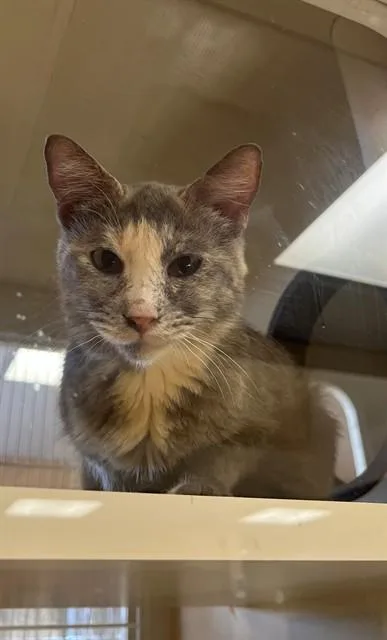 An adult small-sized female Domestic Long Hair cat named Priscilla for adoption in Blythe, CA