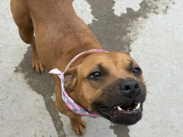 A young medium-sized female Black Mouth Cur dog named Darling for adoption in Tulsa, OK