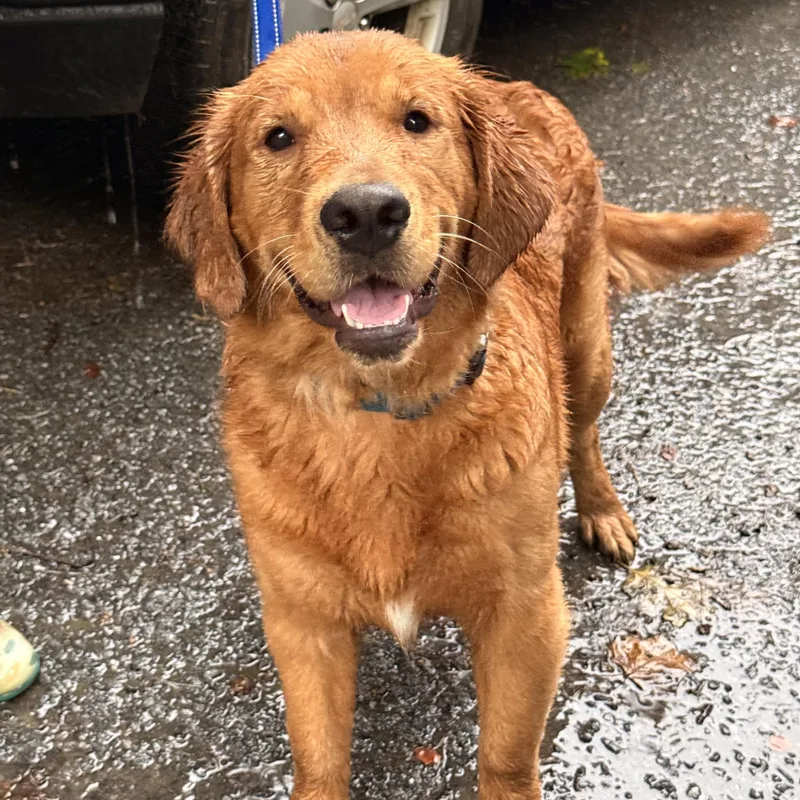 A young large-sized male Golden Retriever dog named Bear for adoption in Pottsville, PA