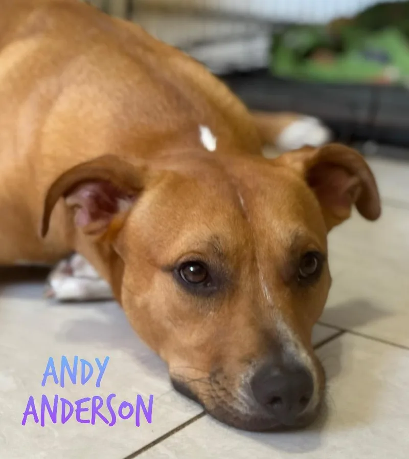 A young medium-sized male Mountain Cur dog named Andy Anderson for adoption in El Dorado, AR