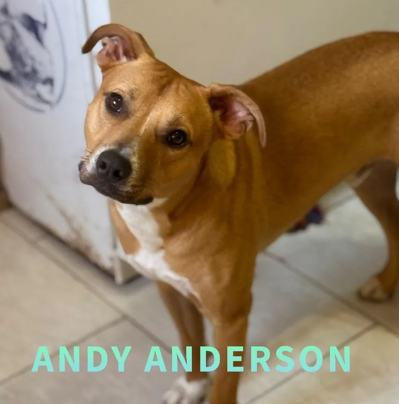 Andy Anderson thumbnail 4
