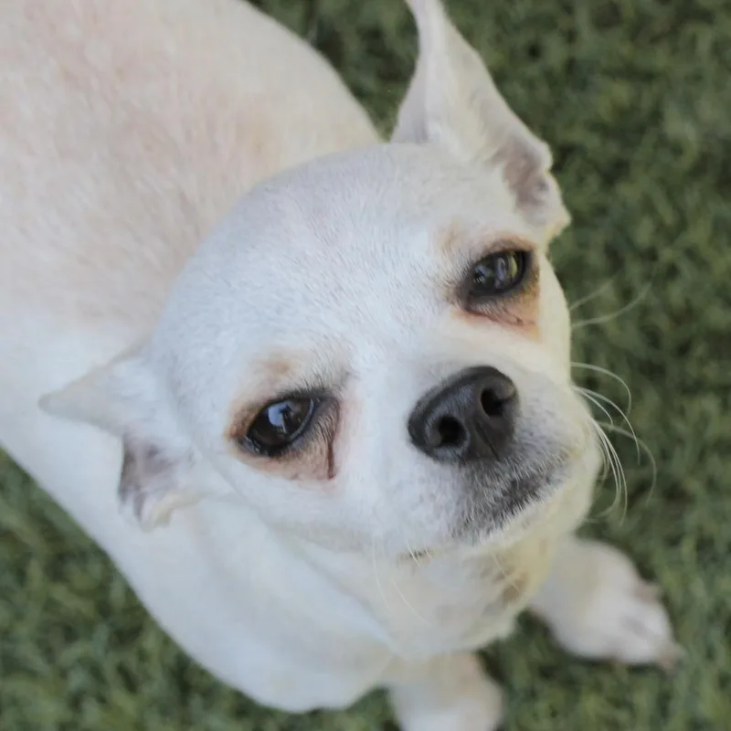 An adult small-sized female White / Cream Chihuahua dog named Tink for adoption in San Francisco, CA