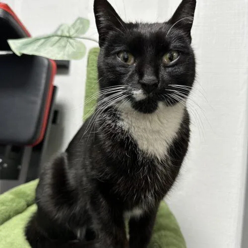 Sapphire thumbnail 2