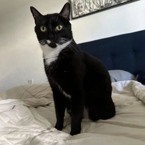 Sapphire thumbnail 3