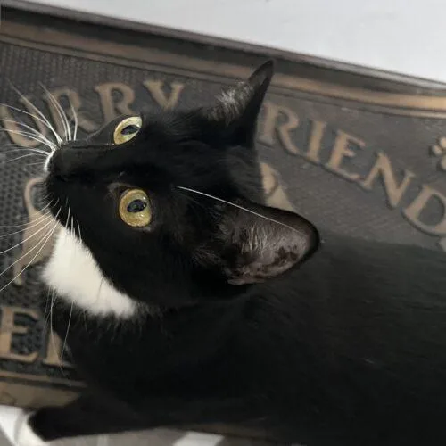 Sapphire thumbnail 5