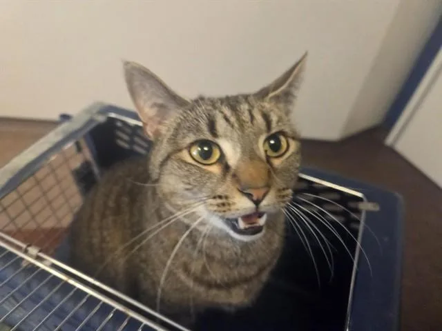 An adult small-sized male Domestic Short Hair cat named Lightning for adoption in Saint Louis, MO