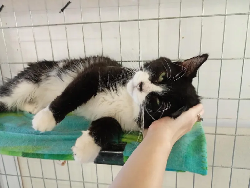 An adult medium-sized male Domestic Medium Hair cat named West Coast for adoption in Saint James, MN