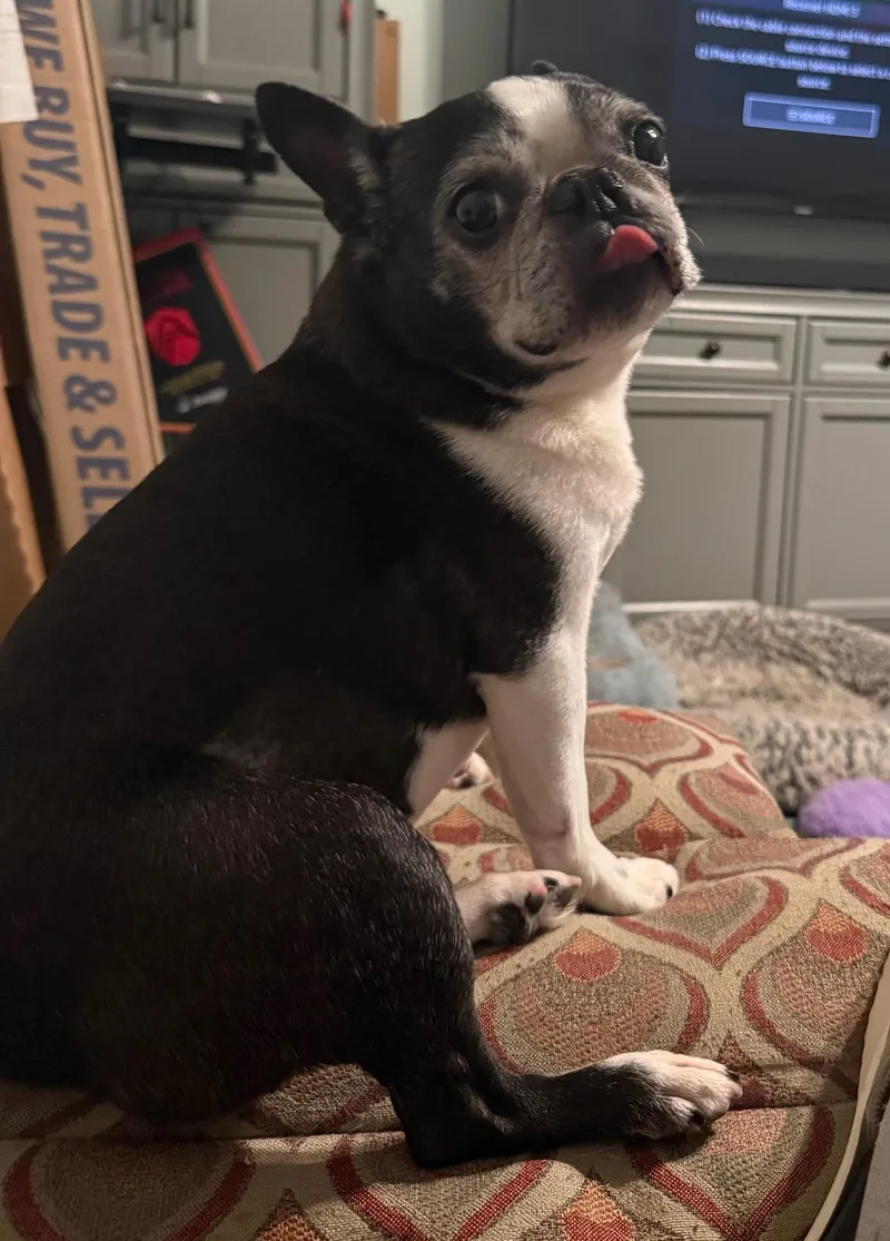 Molly in MO