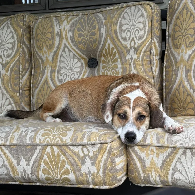 A young medium-sized female Beagle dog named Cupcake D for adoption in Minnetonka, MN