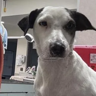 An adult small-sized male White / Cream Mixed Breed dog named Greenie for adoption in Jacksonville, FL